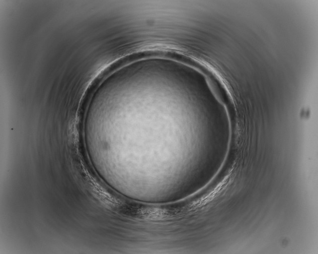 X0000100940783200807011244