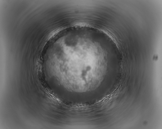 X0000100940823200807011243