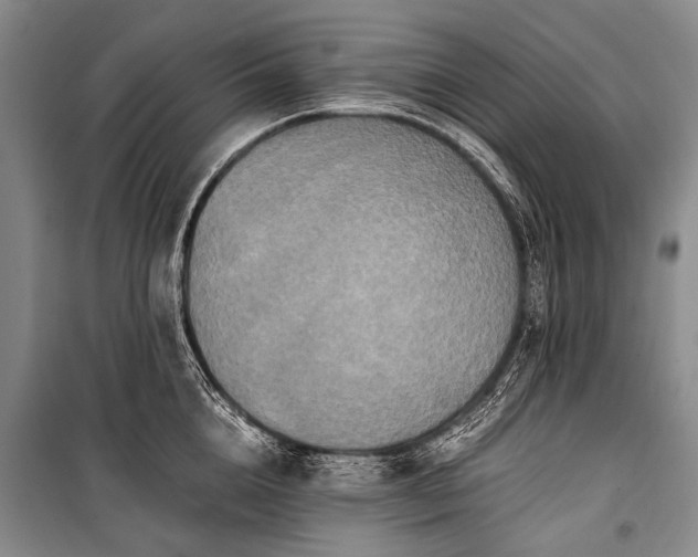 X0000100940856200807011243