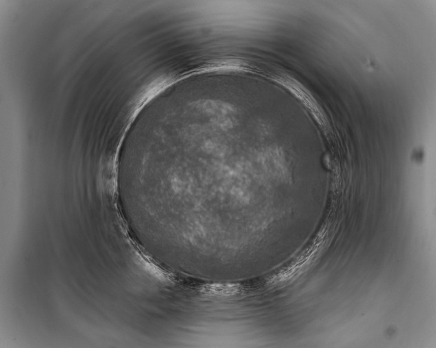 X0000100940858200807011243