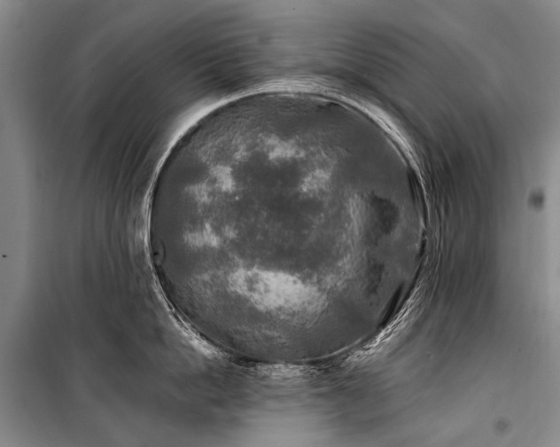 X0000100940862200807011243