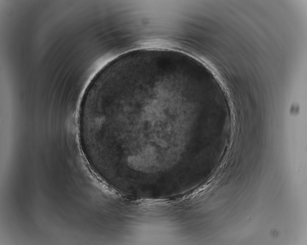 X0000100940864200807011243