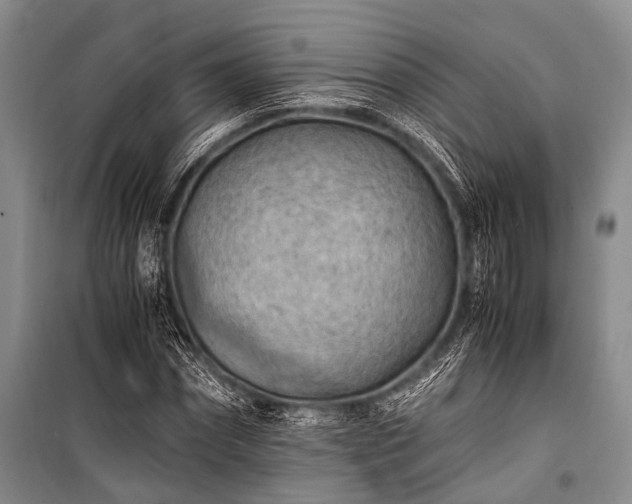 X0000100940874200807011242