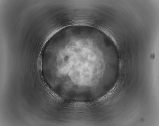 X0000100940925200807011241