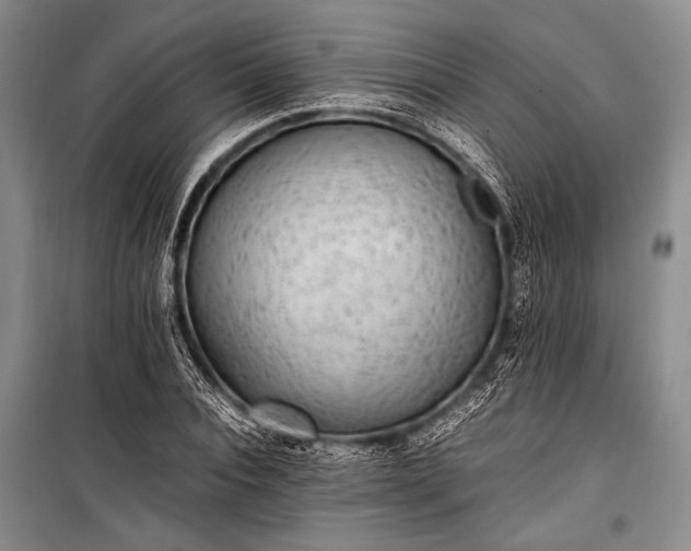 X0000100940928200807011241