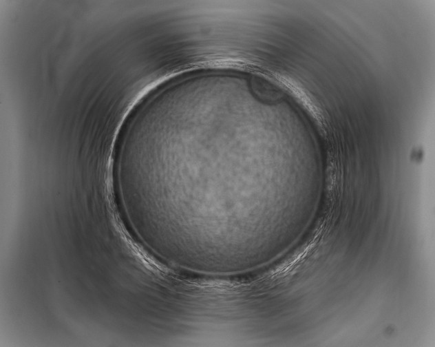 X0000100940932200807011241