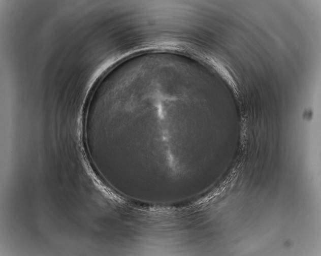 X0000100940944200807011242