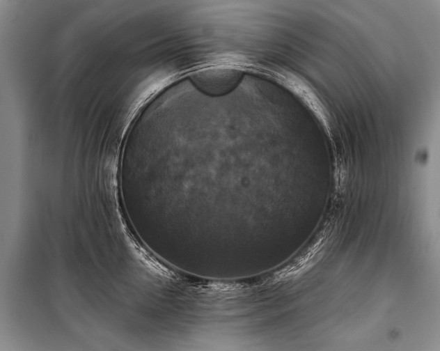 X0000100940954200807011242