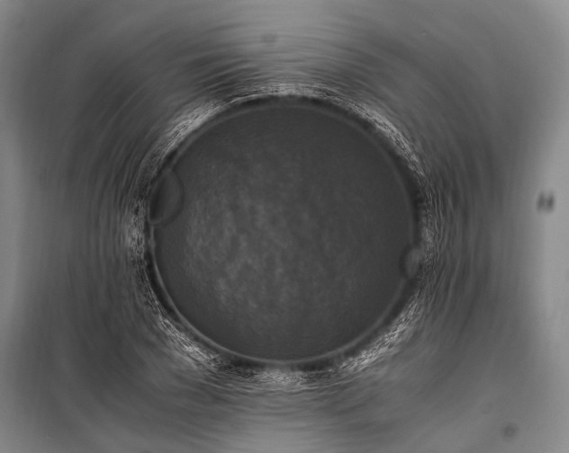 X0000100940977200807011241