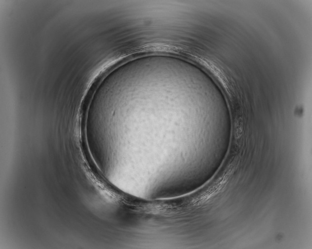 X0000100940987200807011241