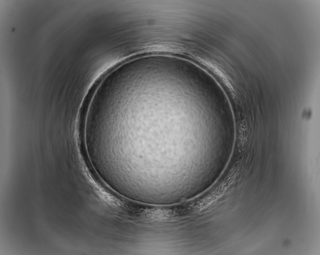 X0000100940991200807011241