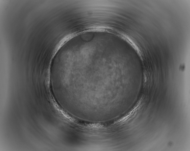 X0000100940994200807011241