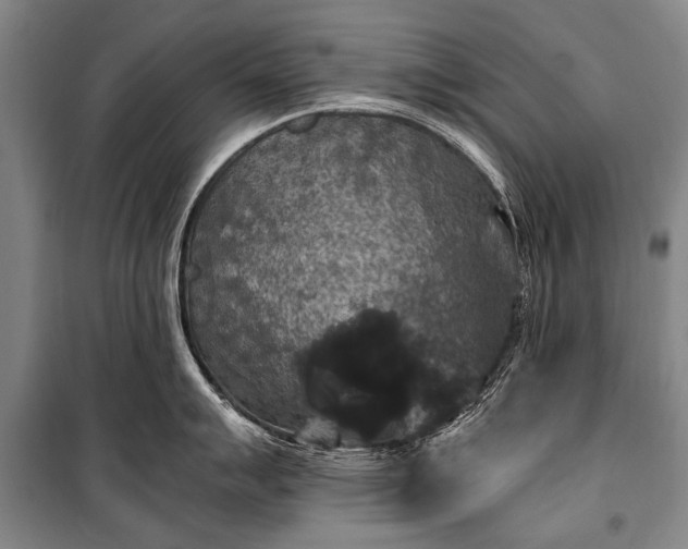 X0000100941007200807011240