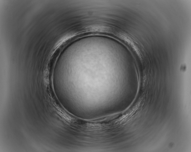 X0000100941019200807011240