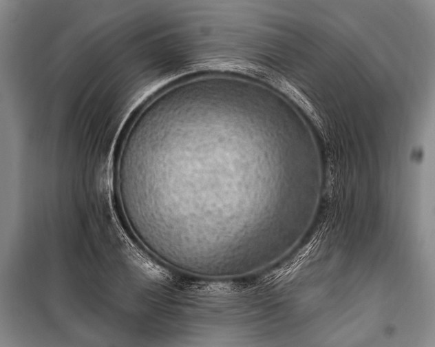 X0000100941028200807011240