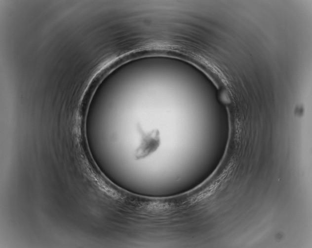 X0000100941029200807011240