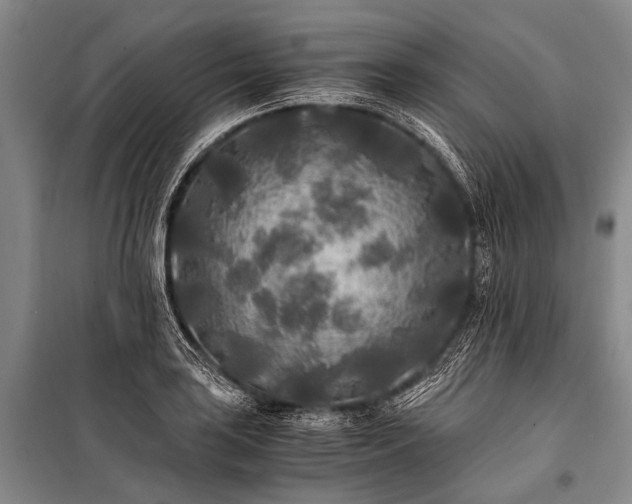 X0000100941035200807011240