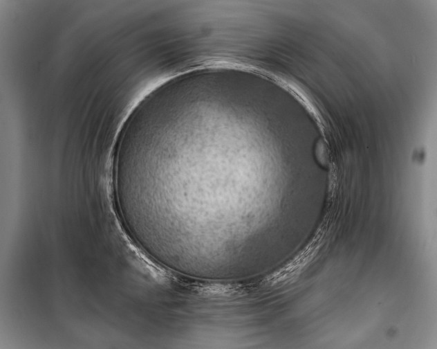 X0000100941048200807011240