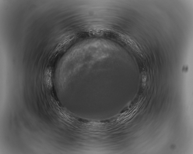 X0000100941060200807011240