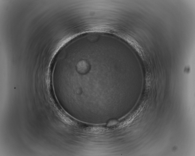 X0000100941077200807011239