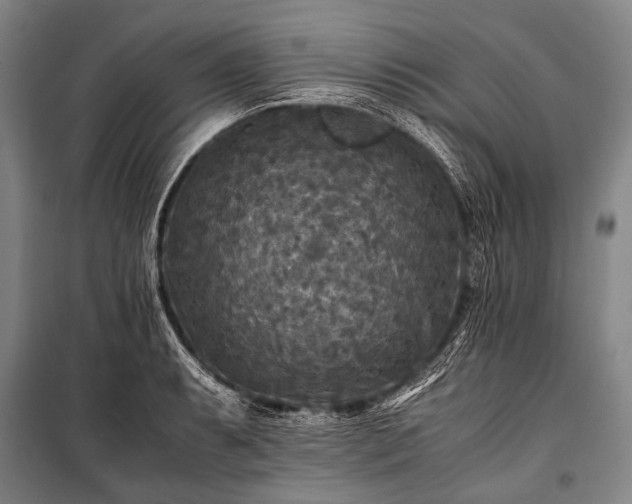 X0000100941087200807011239