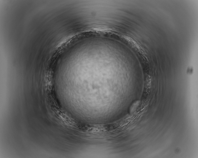 X0000100941110200807011238