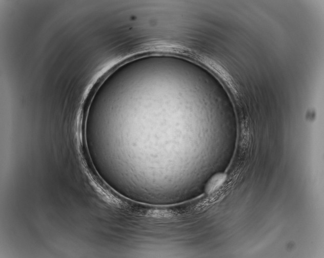 X0000100941128200807011238