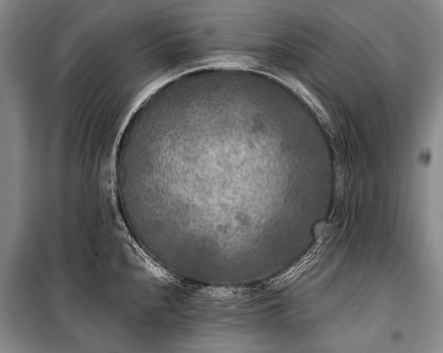 X0000100941240200807011237