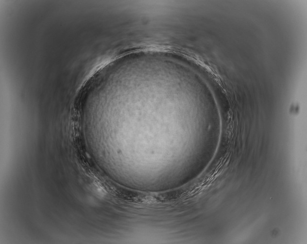 X0000100941255200807011237