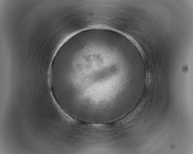 X0000100941295200807011236