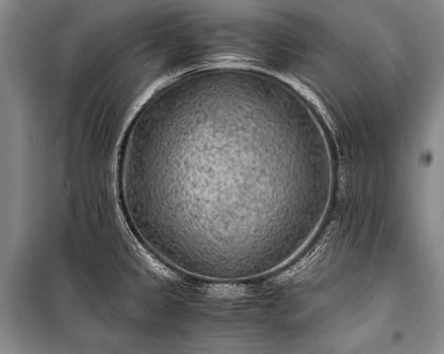 X0000100941333200807011236