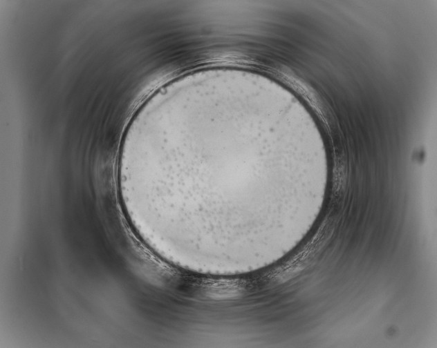 X0000100941338200807011236