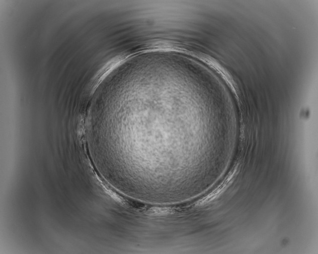 X0000100941385200807011235