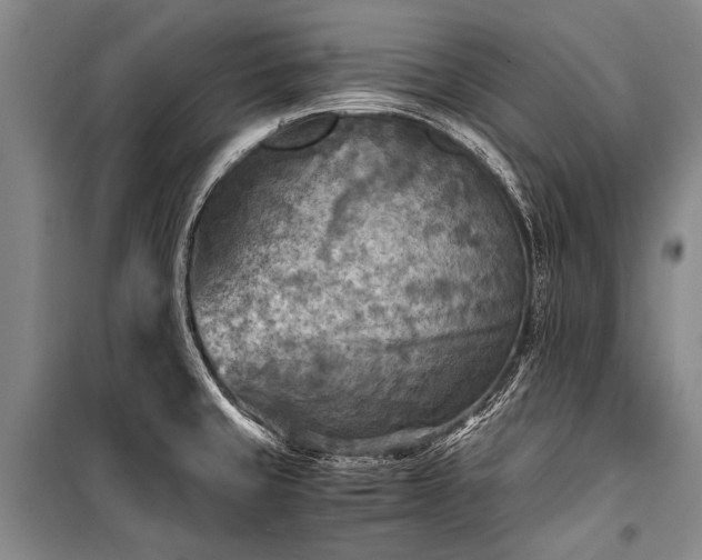 X0000100941429200807011234