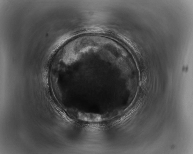 X0000100941455200807011234