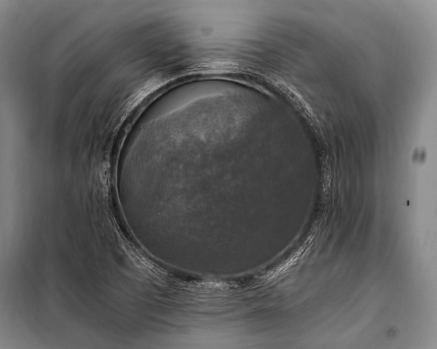 X0000100941457200807011233