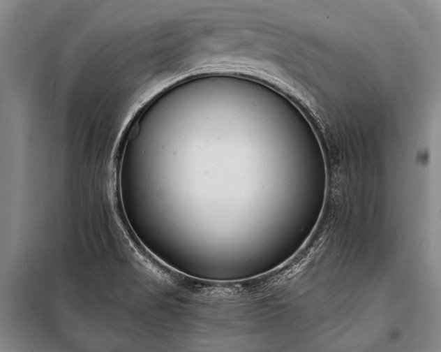 X0000100941517200807011233