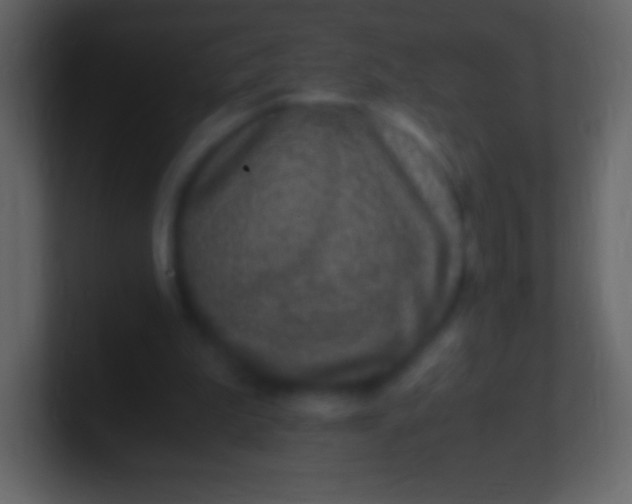 X0000100940199200807081242