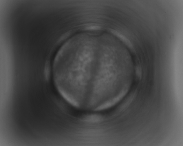 X0000100940304200807081240