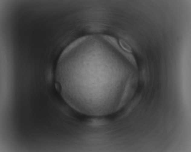 X0000100940508200807081237