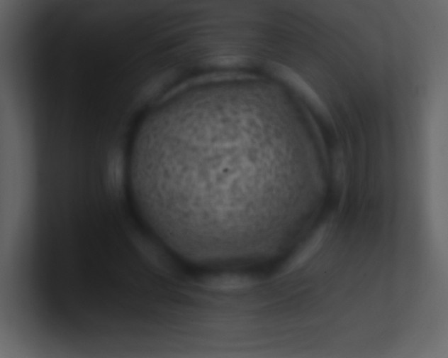 X0000100940542200807081237