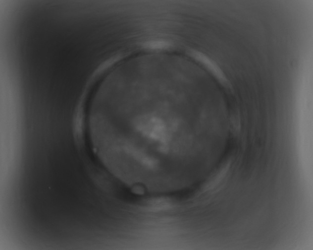 X0000100940583200807081236