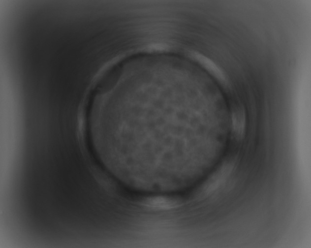 X0000100940588200807081236