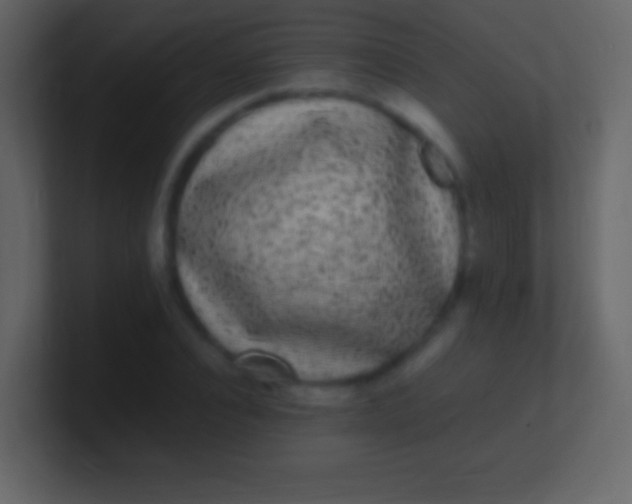 X0000100940928200807081231