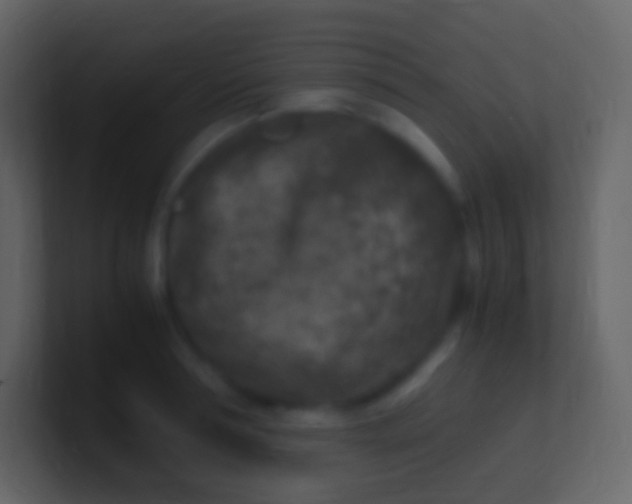 X0000100940994200807081231