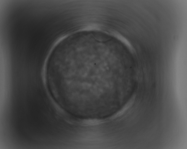 X0000100941087200807081229