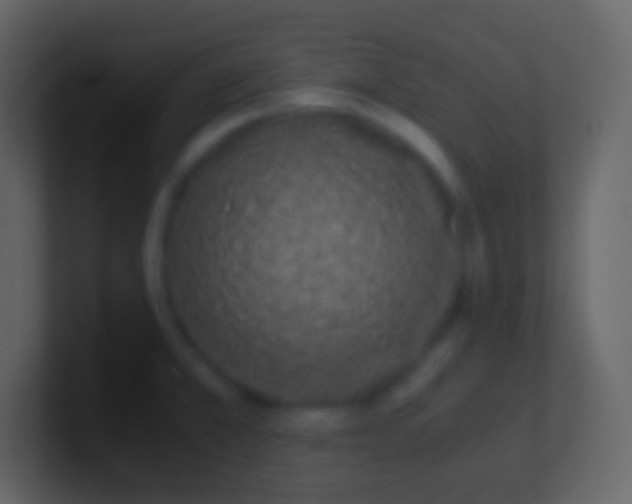 X0000100941381200807081225