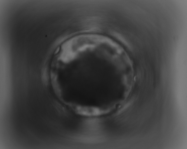 X0000100941455200807081224