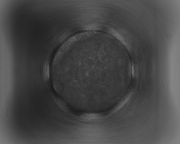 X0000100940205200807151313