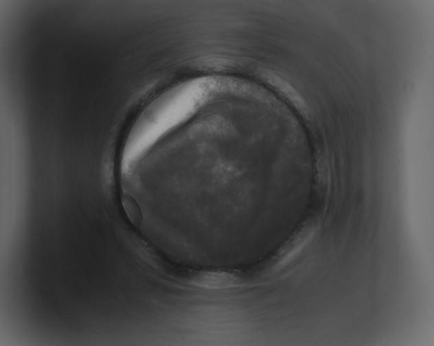 X0000100940399200807151310